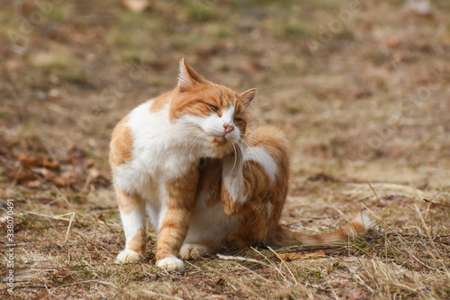 Cat scratching fleas. Outdoor orange cat scratching fleas in yard 