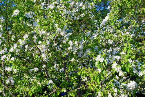 Spring. Abundantly blooming apple tree. Background.
