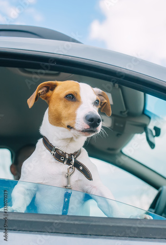 Small dog breed jack russell terrier looks out the open window of the car. Closeup
