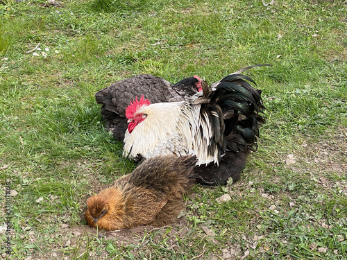 Homemade rooster with chickens on the lawn of a private farm, Wetzwil - Canton of Zürich (Zurich or Zuerich), Switzerland (Schweiz) photo