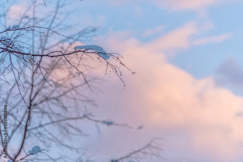 Snowy Tree at Sunrise with Pink and Blue Sky