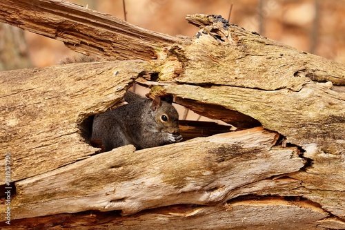 The eastern gray squirrel in state park.Natural scene from Wisconsin.
