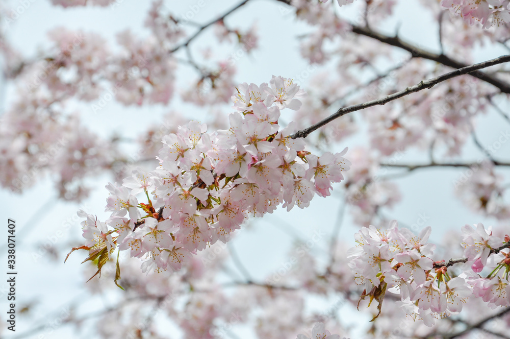 A pale pink branch of blooming sakura against the background of a soft blue sky and flowering branches. Close-up. Concept. Background. A pale pink branch of blooming sakura against the background of a soft blue sky and flowering branches. Close-up. Concept. Background.