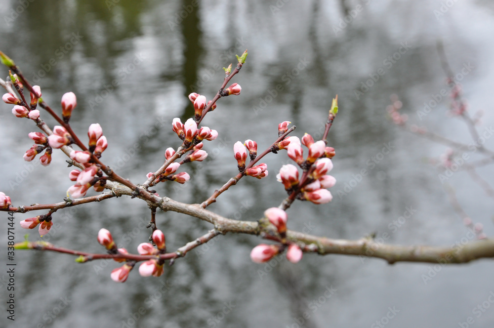 Early spring. A sakura branch, ready to blossom in soft pink flowers, leaned over the quiet surface of the pond and the shadows of the trees reflected in the water. Close-up. Concept. Background. Early spring. A sakura branch, ready to blossom in soft pink flowers, leaned over the quiet surface of the pond and the shadows of the trees reflected in the water. Close-up. Concept. Background.