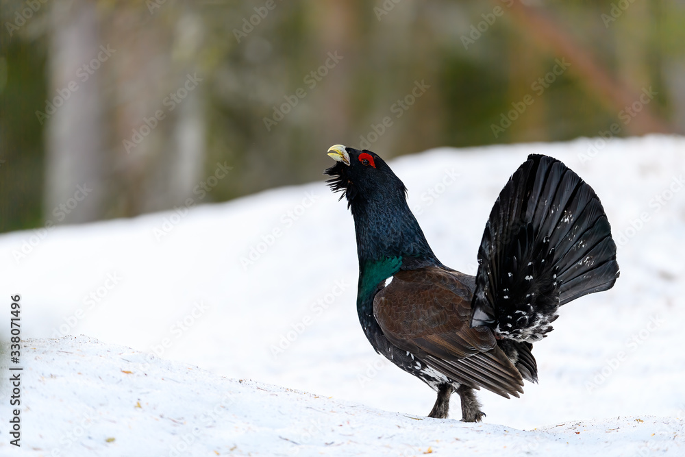 Western Capercaillie (Tetrao Urogallus) Wood Grouse at lek during the courting season Western Capercaillie (Tetrao Urogallus) Wood Grouse at lek during the courting season
