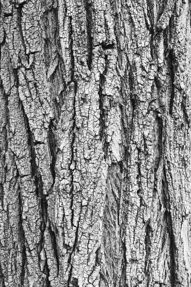 Fototapeta premium Tekstura kory drzewa czarno-białe
