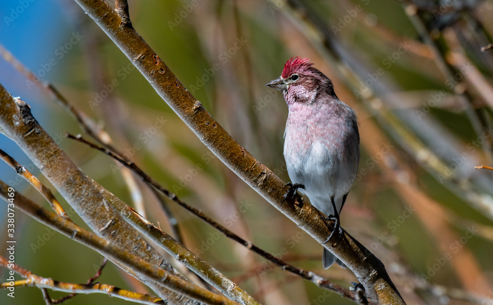 Male Cassin's Finch Perched on a Tree Branch in the Mountains Male Cassin's Finch Perched on a Tree Branch in the Mountains
