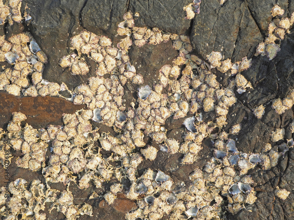 Natural texture of coral stone rocks near the sea shore close up Natural texture of coral stone rocks near the sea shore close up