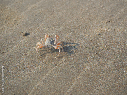 Sand crab on the beach close up in the morning