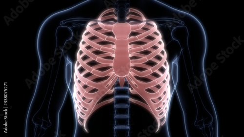 Rib Cage of Human Skeleton System Anatomy 3D Rendering