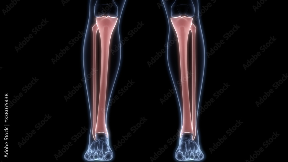 Tibia and Fibula Joints of Human Skeleton System Anatomy 3D Rendering Tibia and Fibula Joints of Human Skeleton System Anatomy 3D Rendering