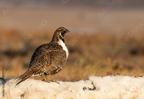Fotografie, Tablou A Male Greater sage-grouse on a Snowbank