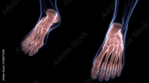 Foot Joints of Human Skeleton System Anatomy 3D Rendering