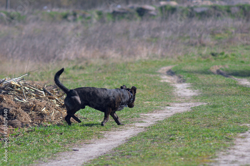 Brown dog runs on grass. Hunting dog.