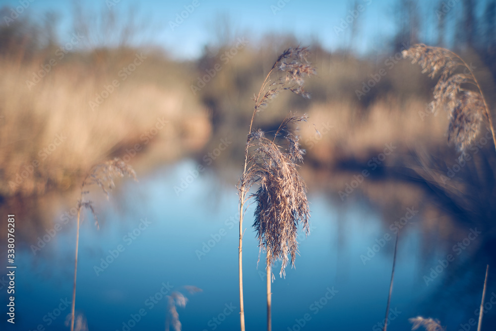 Obraz premium Beautiful relaxing morning mood in the nature on a lake