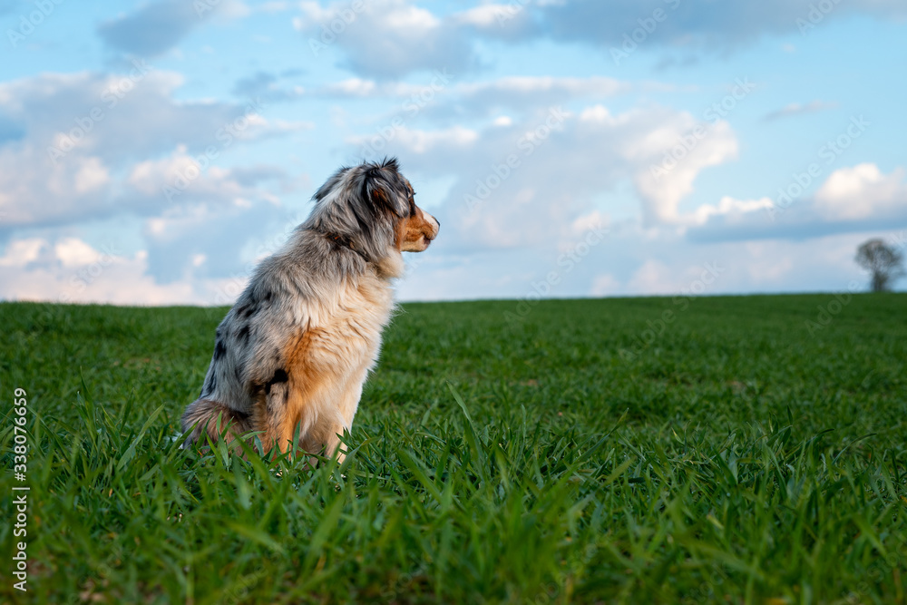 Dog australian shepherd sitiing blue merle nature on green field looking to the right