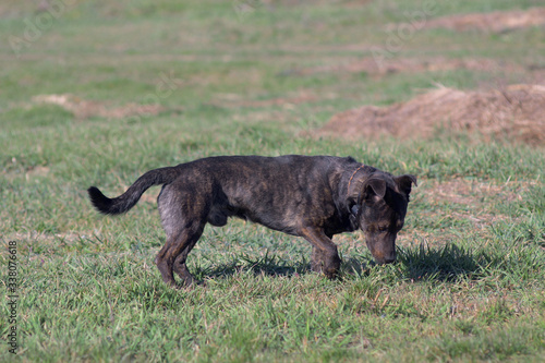 Hunting dog. Brown dog tracks prey.