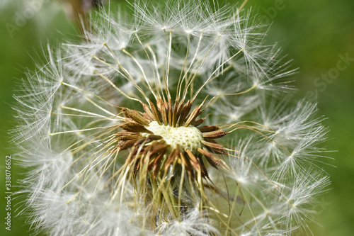 Dandelion seeds background. Little fluffy white Dandelion in the meadow © Ivan