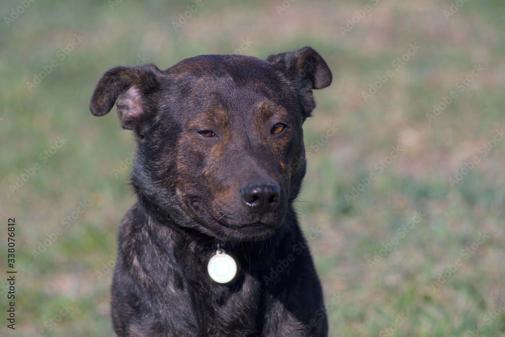 Terrier is hunting. Medium dog. Brown young dog. Hunting dog. Brown dog tracks prey. Terrier is hunting. Medium dog. Brown young dog. Hunting dog. Brown dog tracks prey.