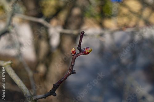 buds on a branch