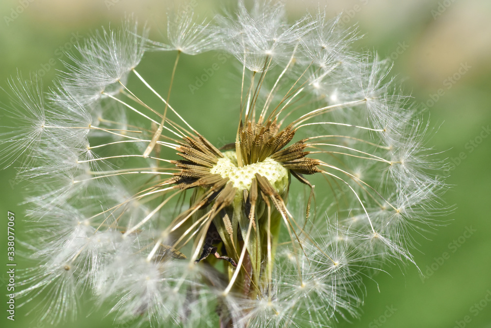 Dandelion seeds background. Little fluffy white Dandelion in the meadow
