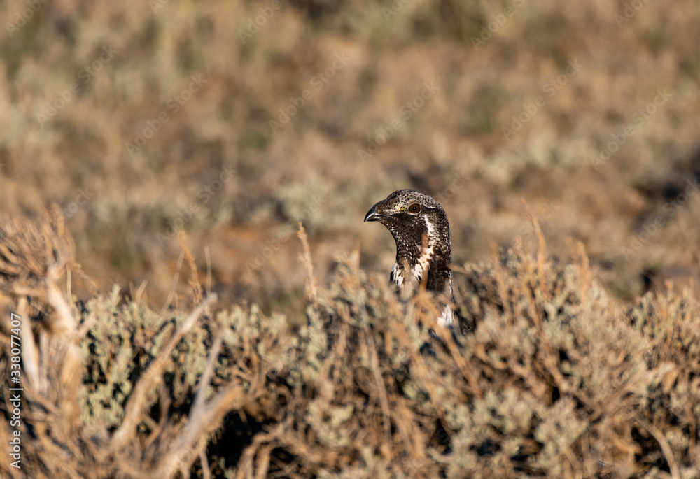A Male Greater sage-grouse Peeking over a Sage Brush A Male Greater sage-grouse Peeking over a Sage Brush