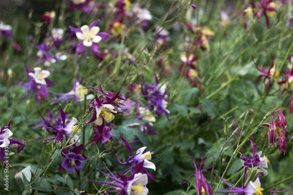 Aquilegia vulgaris, columbine (European crowfoot and granny's bonnet). Tender summer purple flowers with white petals in the middle, floral background Aquilegia vulgaris, columbine (European crowfoot and granny's bonnet). Tender summer purple flowers with white petals in the middle, floral background