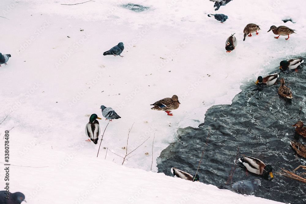 Fototapeta premium a flock of wild ducks swimming in the river in winter