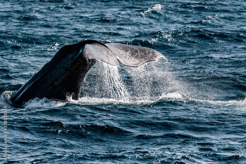 Fototapeta premium whale in the sea