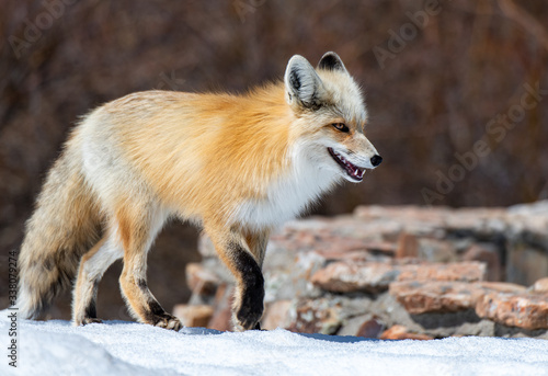 An Adorable Red Fox on a Beautiful Spring Morning