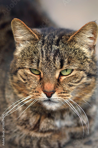 Canvas Print Portrait of fluffy wild cats