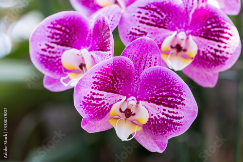 Orchid flower in orchid garden at winter or spring day for beauty and agriculture design. Phalaenopsis Orchidaceae