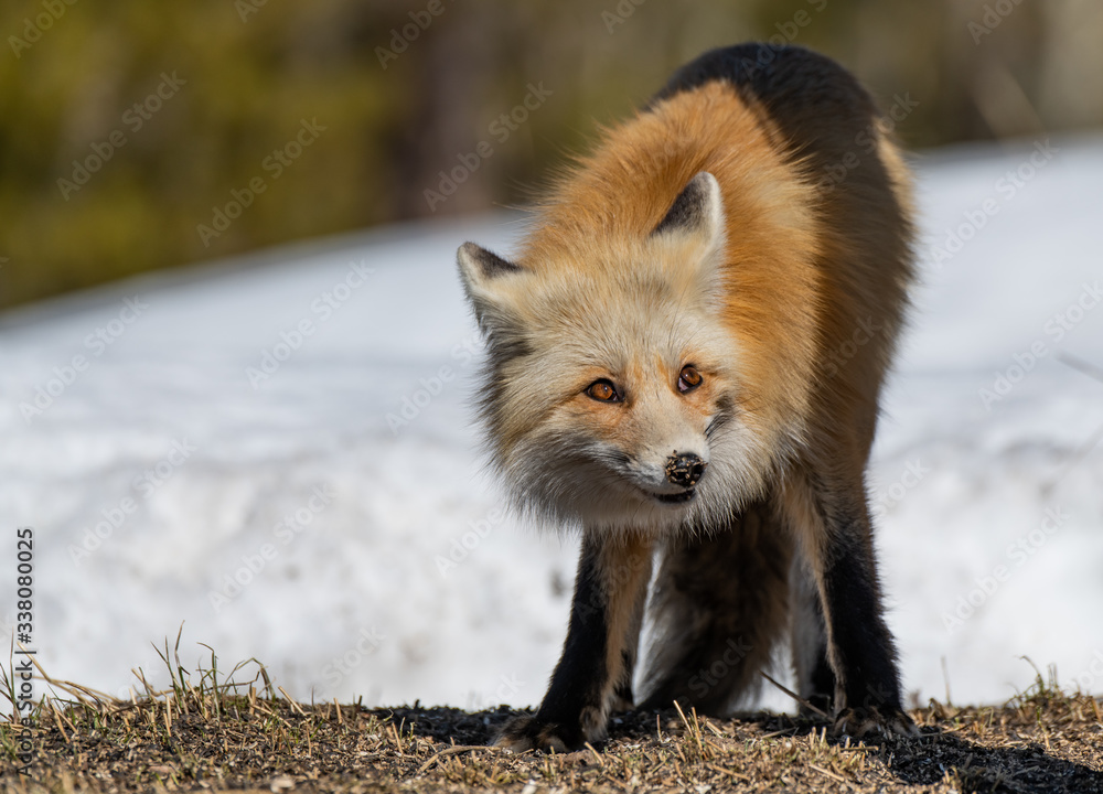Fototapeta premium A Timid Red Fox Eating Fallen Birdseed