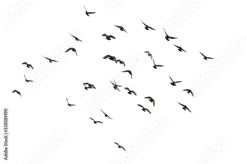 Flocks of flying pigeons isolated on white background. Save with clipping path. © krsprs