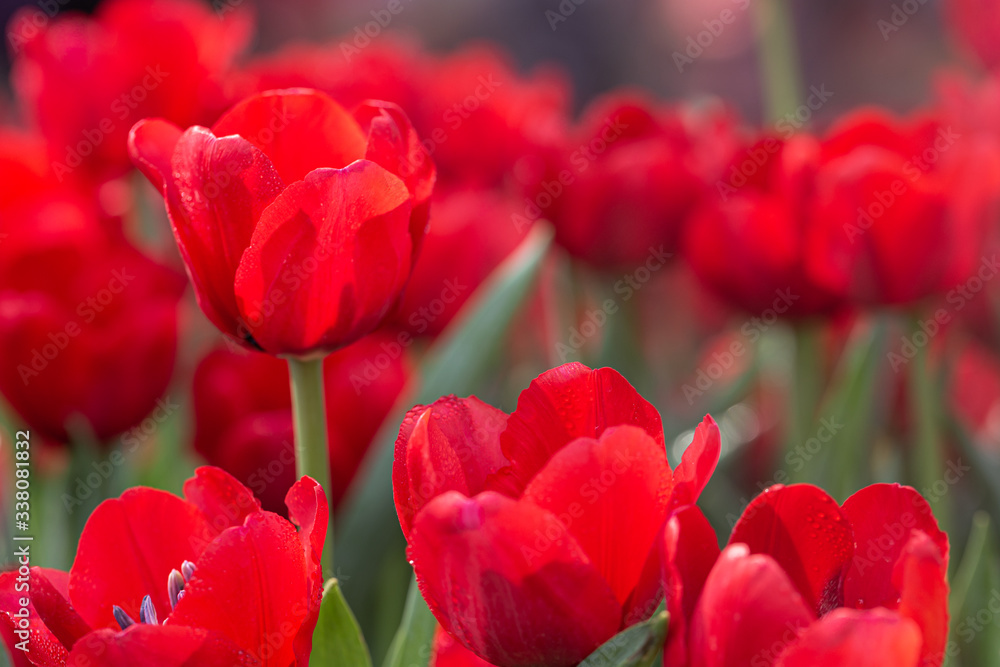 Colorful tulips grow and bloom in close proximity to one another in flower garden Colorful tulips grow and bloom in close proximity to one another in flower garden