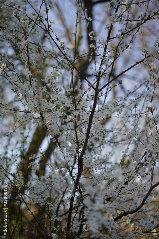 Obraz premium spring flowering