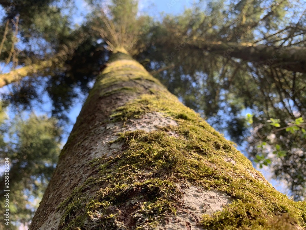 Fototapeta premium trunk of a tree