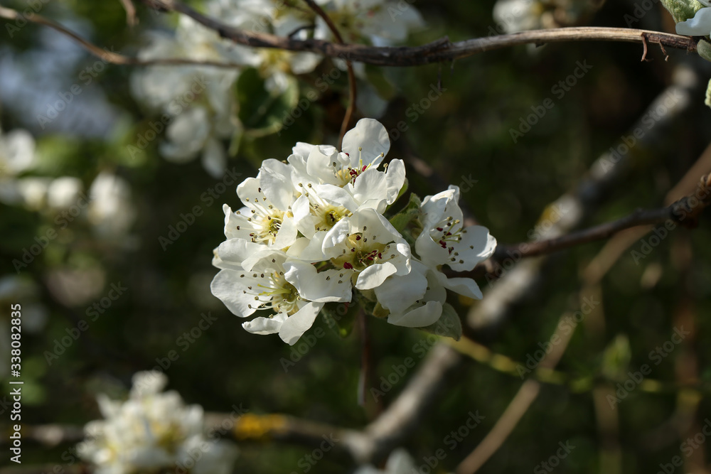 Flowers of the fruit trees on a spring day Flowers of the fruit trees on a spring day