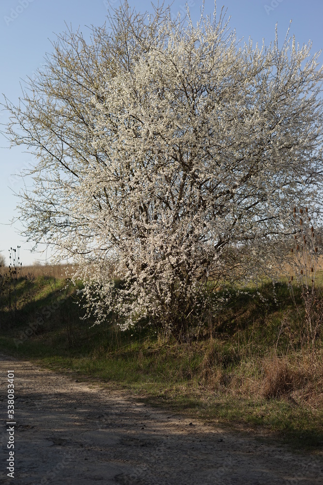 spring flowering