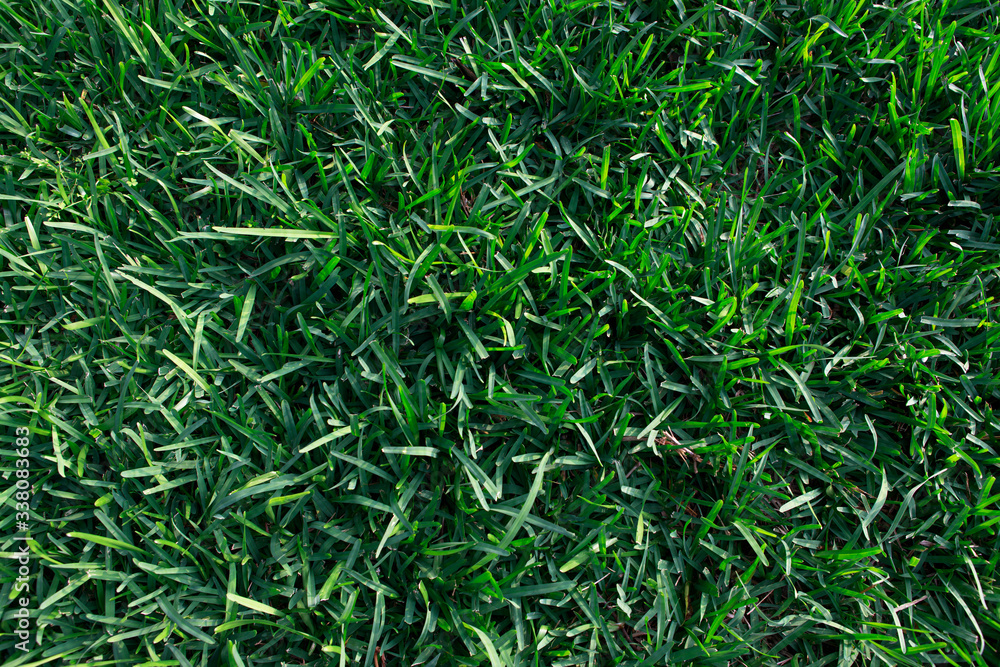 Obraz premium green grass background
