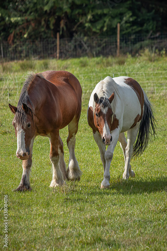 two beautiful horses standing on green field