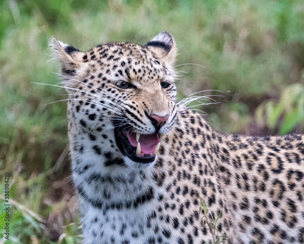 Female leopard (Panthera pardus) moving through buash in the Timbavati Reserve, South Africa Female leopard (Panthera pardus) moving through buash in the Timbavati Reserve, South Africa