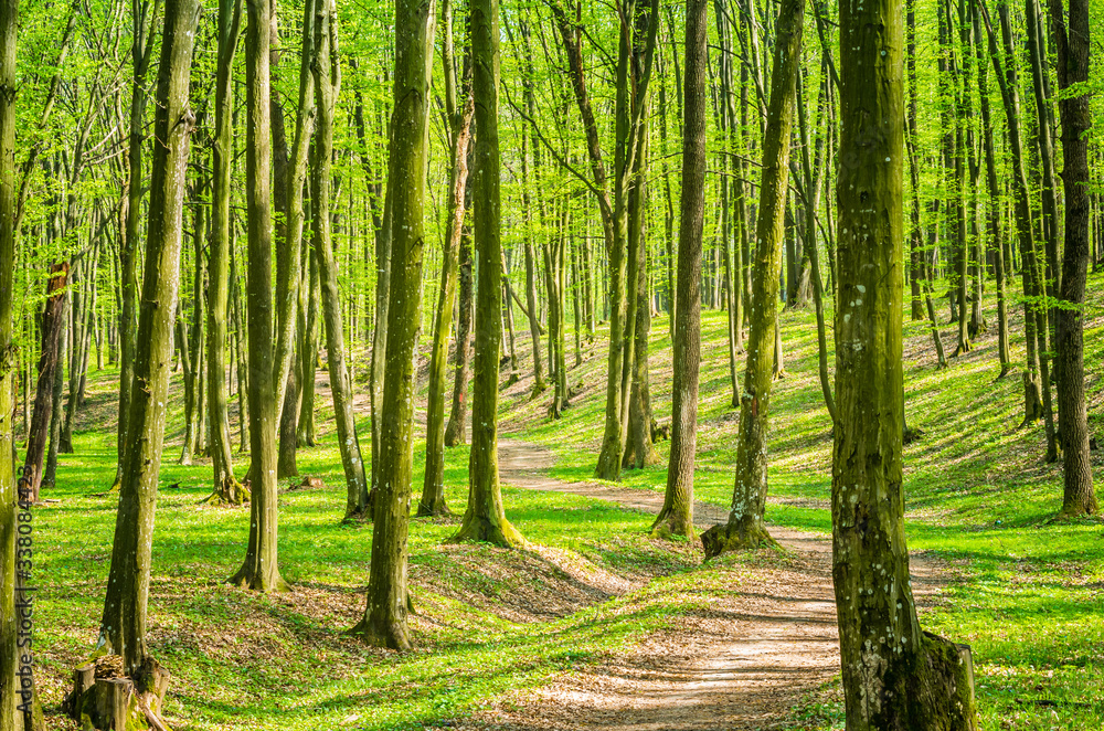 Beautiful natural forest in a misty spring morning with sun rays Beautiful natural forest in a misty spring morning with sun rays