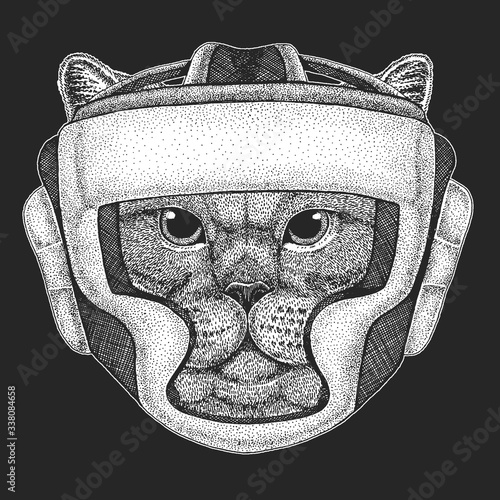 British shorthair cat. Scottish fold. Boxing helmet. Boxer. Cute kitten. Cool animal.
