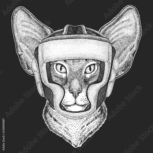 Oriental shorthair cat head. oxing helmet. Boxer. Portrait of animal.