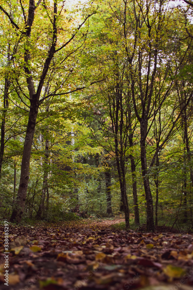 Chemin au cœur d’une forêt de feuillus à l’automne (La Sarraz, Suisse) Chemin au cœur d’une forêt de feuillus à l’automne (La Sarraz, Suisse)