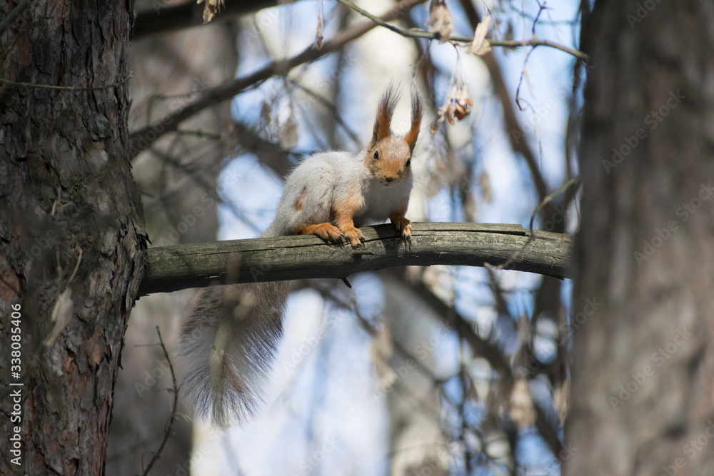 Cute gray squirrel sits on the branches Cute gray squirrel sits on the branches