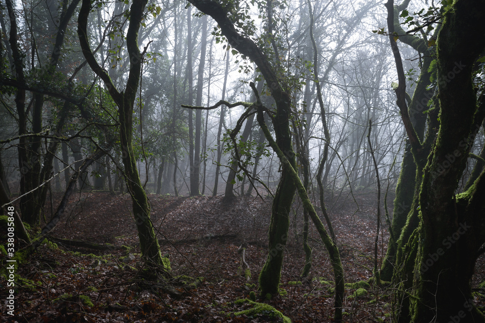 Obraz premium Sous-bois sombres