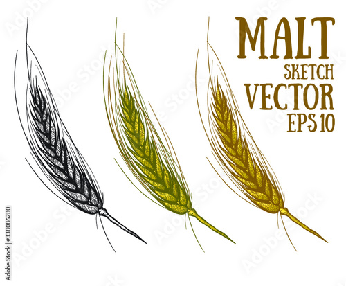 Hand draw vector sketch malt. Raw material for brewing ears of barley. Pub menu. Oktoberfest Concept with Ears of Barley. 