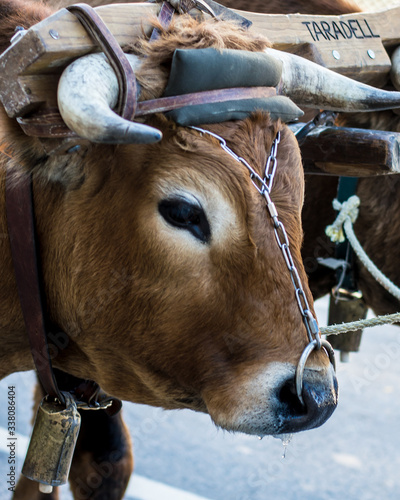 Принти на полотні Bull face